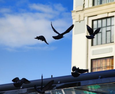 Flying Rats in Queen Street.jpg