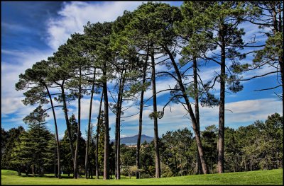 Pine Trees on Pupuke Golf Course