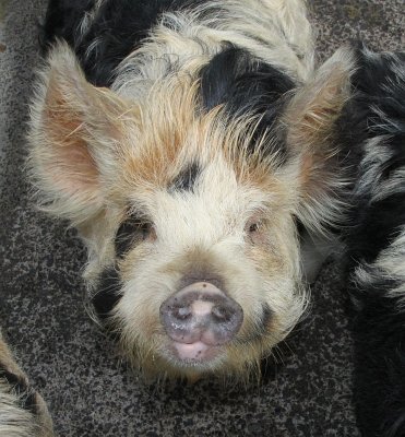 Young Kunekune Pig