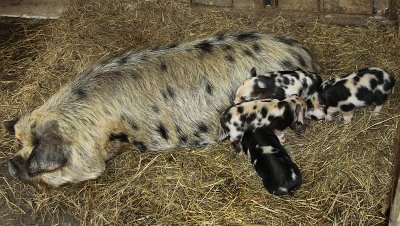 Kunekune Sow and her piglets