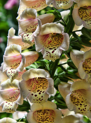 Series 1 - iii - Foxgloves / Digitalis