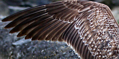 Series 4 - ii   Wings open wide of the juvenile Black-backed Gull