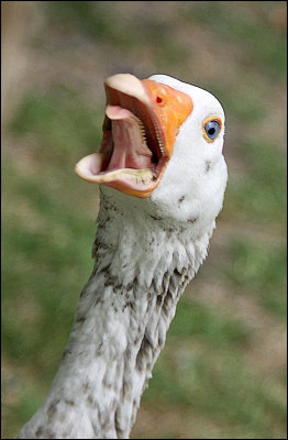 Very Grumpy Goose