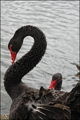 Showing off to his Missus