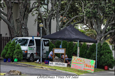 Christmas Trees For Sale