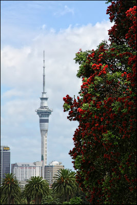 Sky Tower from the Domain