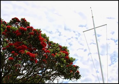 NZ's Christmas Tree - the Puhutukawa