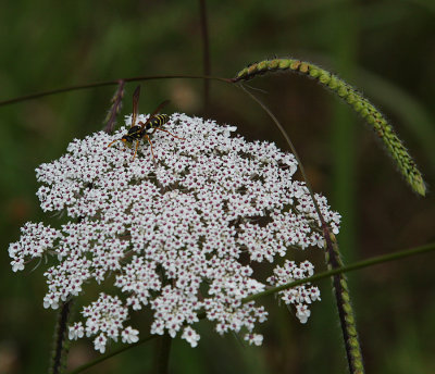 Queen Anne Lace - or Carrot Weed