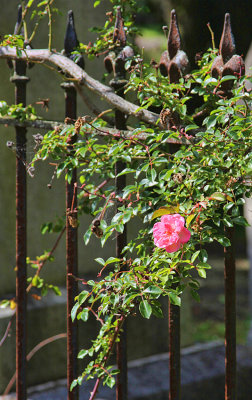 Rose growing over the grave