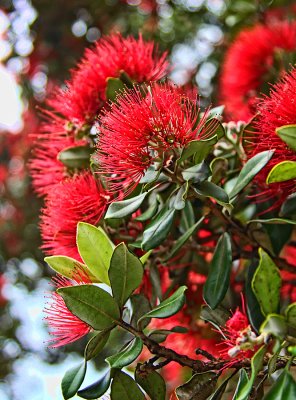 Pohutukawa - NZ Christmas Tree