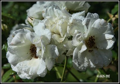 Iceberg Roses after a shower of rain