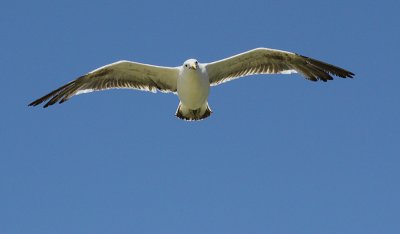 Black Backed Gull