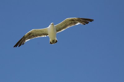 Black Backed Gull