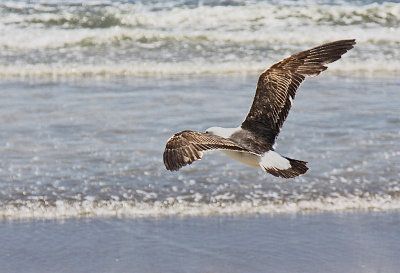 Black Backed Gull