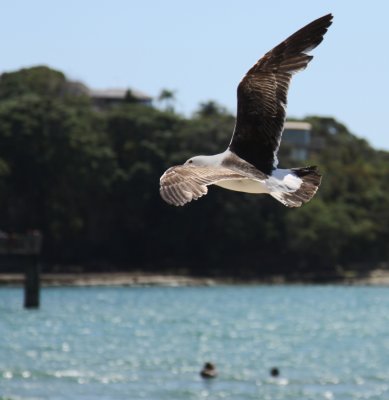 Black Backed Gull