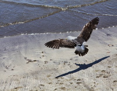 Black Backed Gull