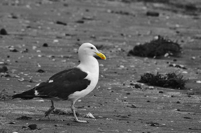 Black Backed Gull Striding out