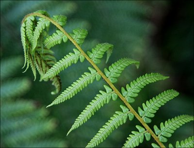 Young fern frond opening