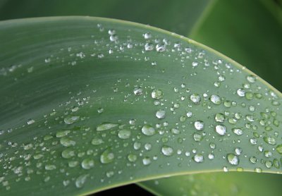 Raindrops on the Agave