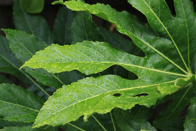 Raindrops on the Fatsia Japonica