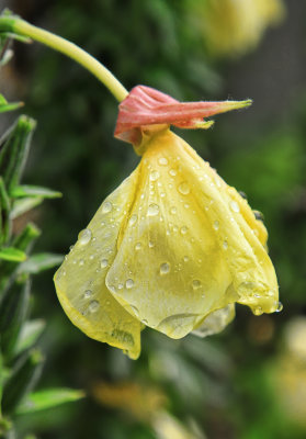 Coloured Liquid - Raindrops on Evening Primrose