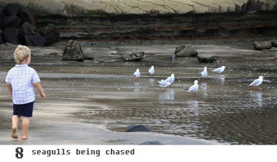 8 Seagulls being chased by my little darling