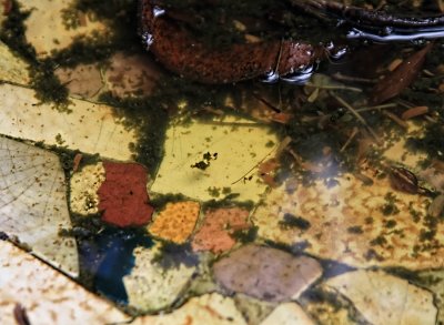 Coloured Liquid - Dirty birdbath