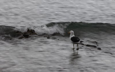 Oil-painted Gull in the Waves