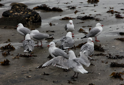 Seagulls - all clean