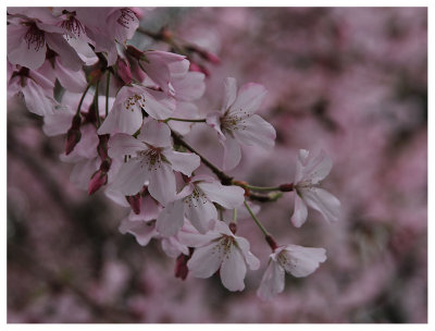 Spring Flowers