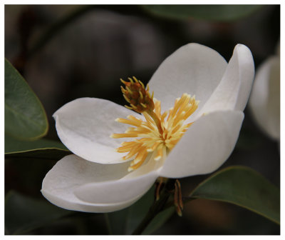 Small Magnolia hedge flowers