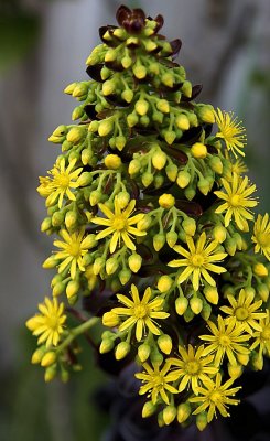 Succulent Christmas Tree!