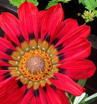 Gazania