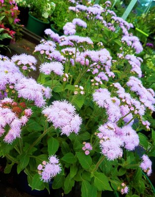 Pale purple Ageratum flowers