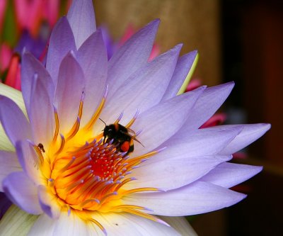 Water Lily and Bumble Bee