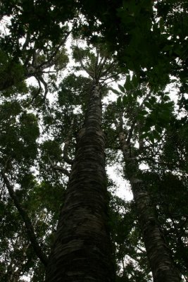 Looking upwards