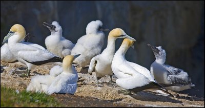 Gannets