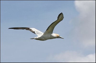 Gannet in Flight