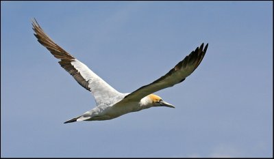 Gannet in Flight