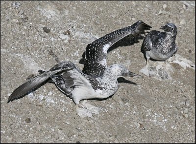 Mother Gannet and child