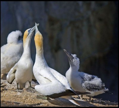 Gannet Familt