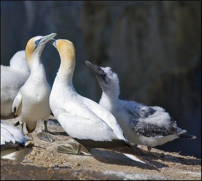 Gannet Family