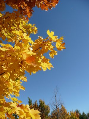 Autumn Colours at Twizel.jpg