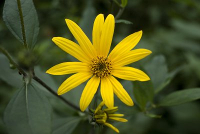 Helianthus tuberosus flower