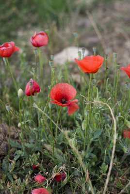 Poppy