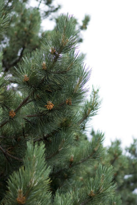 Branch of crimean cedar