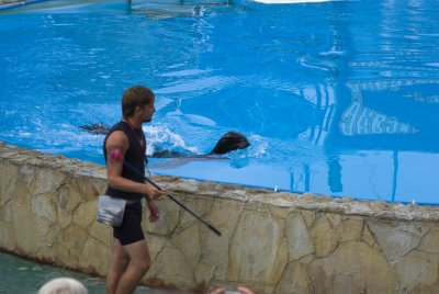 Fur seal