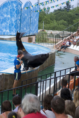 Sea lion