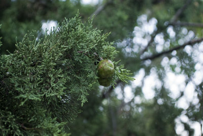 Branch