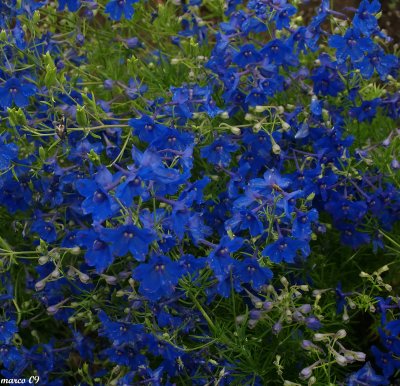 quelque_fleurs_de_ma_cour
